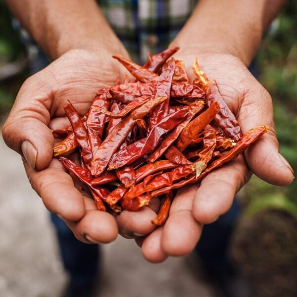 Dried Red Chilly Long
