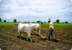 real food vs chemical farming comparison showing organic vegetables and industrial agriculture
